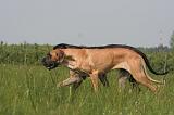 DOGUE ALLEMAND 525